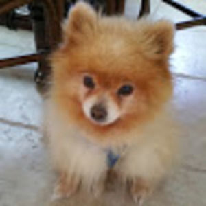 Meet your Posher, Connie